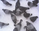 IMG0942A